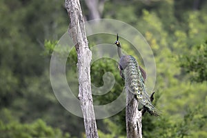Peacock show feature on stump in nature