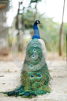 Peacock show selective focus a beautiful tail
