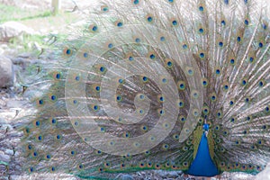 Peacock Show