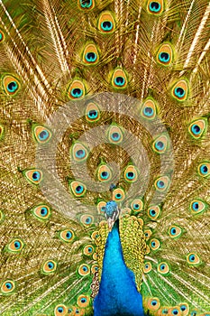 Peacock showing feathers