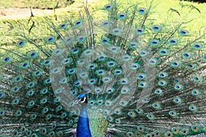 Peacock showing its beautiful feathers with eye-like markings