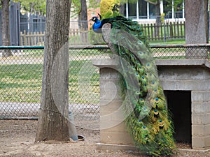 Peacock showing its pretty tail, in the park of Mollerussa, Lleida, Spain, Europe