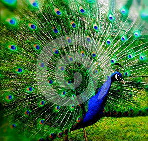 Peacock with Blurred Feathers in Full Open Fan