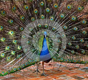 Peacock showing off his true colors