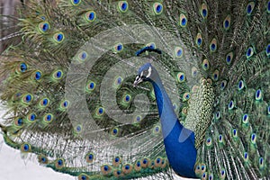 Peacock Showing off its Feathers