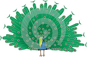 Peacock Showing Plumage Illustration