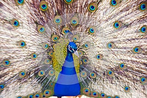 Peacock shows his beautiful open tail