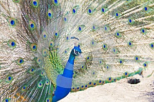 Peacock shows his beautiful open tail