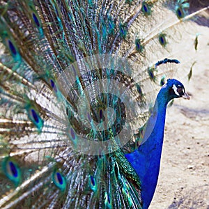 Peacock shows open its beautiful tail