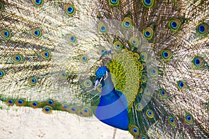 Peacock shows open its beautiful tail