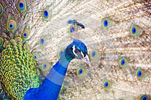 peacock shows open its beautiful tail