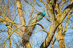 A peacock sits on a branch in Rusthoff Park in Sassenheim