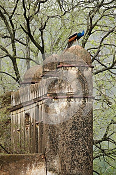 Peacock sitting on ancient ruins of Rajbagh fort