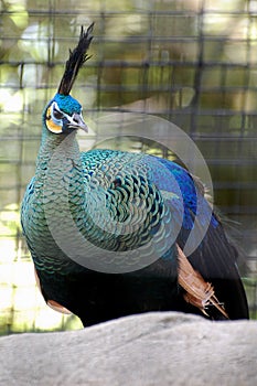 Peacock Sitting on the Ground