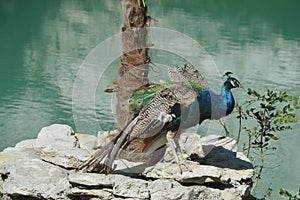 Peacock sitting on a stone against the backdrop of a blue lake