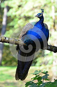 Peacock sitting on a tree branch