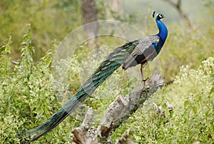 Peacock