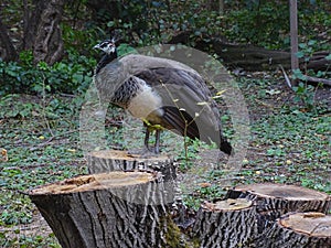 Peacock sitting on a tree stump