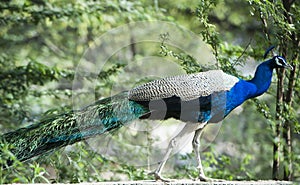 Peacock, Sohna, Haryana, India photo