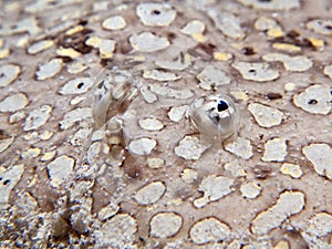 Peacock Sole - Pardachirus pavoninus