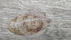 A peacock sole fish or Pardachirus pavoninus.