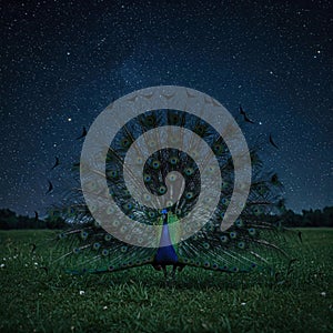 The peacock spread its tail against the background of the starry sky.