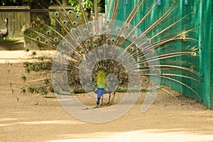 Peacock spread out its tail and cleans the feather