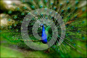 Peacock Spread Patterned Feathers