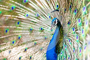 Peacock spread tail feathers