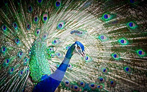 Peacock spread tail feathers