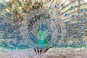 Peacock spread tail-feathers closeup