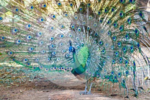 Peacock spread tail-feathers