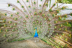 Peacock with spread tail in open-air