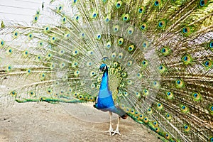 Peacock with spread tail in open-air