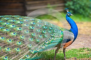 Peacock