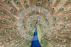 Peacock spreading feathers