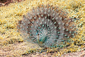 The peacock spreads its tail