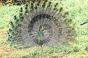 Peacock spreads its tail and dances