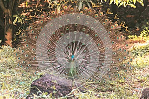 Peacock spreads its tail and dances,.The peacock spreads its tail and is considered unique to the male peacock. To get the