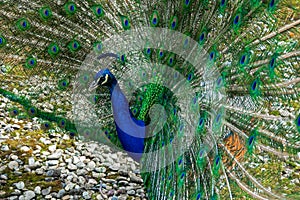 Peacock spreads its tail, sideview