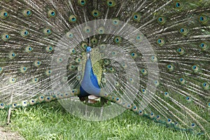 Peacock