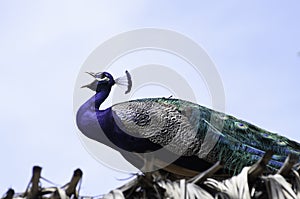 Peacock squealing