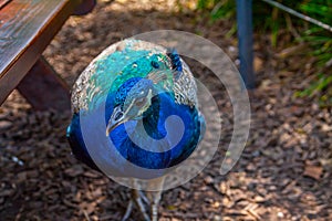 a peacock standing img