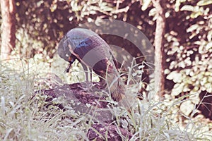 Peacock standing on a rock