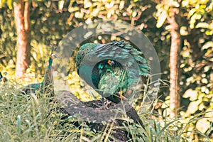 Peacock standing on a rock