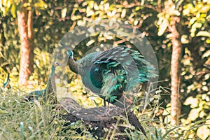 Peacock standing on a rock