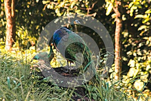 Peacock standing on a rock