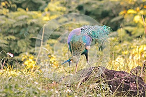 Peacock standing on a rock