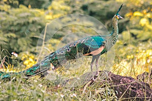 Peacock standing on a rock