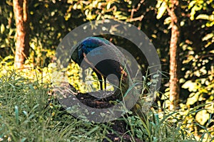 Peacock standing on a rock